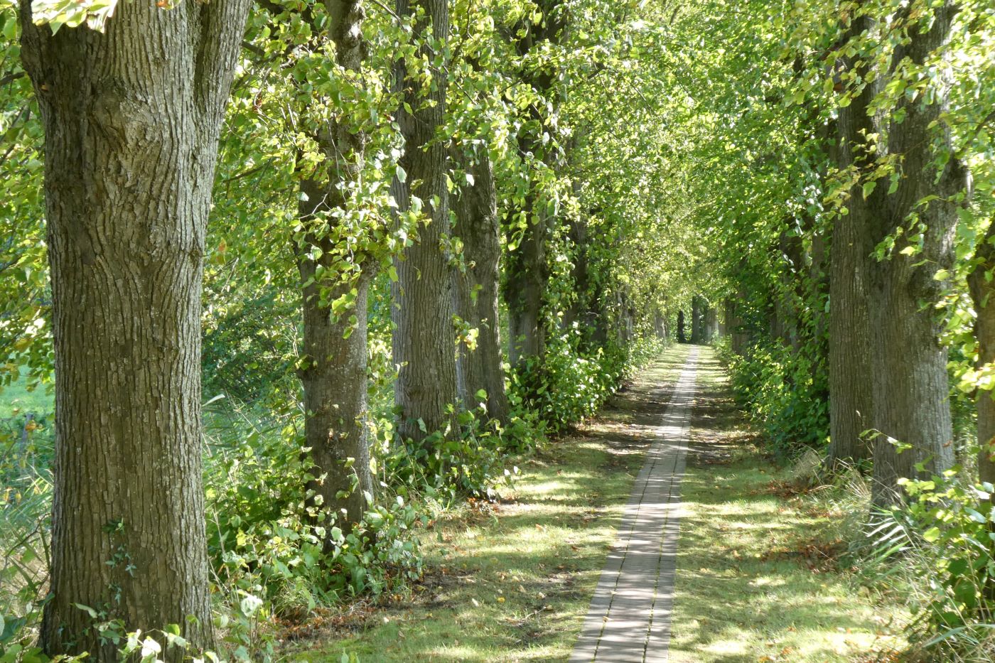 Cappel - Naturdenkmal Lindenallee